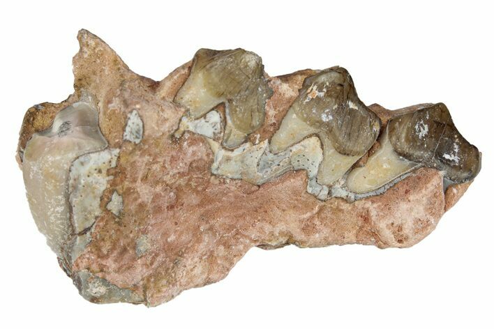 Oreodont (Merycoidodon) Jaw Section - South Dakota #254986